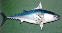 Euthynnus alletteratus, Little tunny: fisheries, gamefish