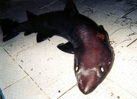 Odontaspis noronhai, Bigeye sand tiger: fisheries