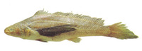 Lonchurus elegans, Blackfin croaker: fisheries