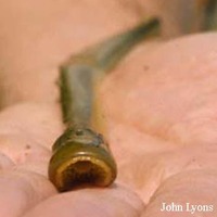 Ichthyomyzon unicuspis, Silver lamprey: bait