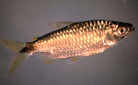 Brycinus imberi, Spot-tail: fisheries, aquarium, bait