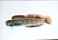 Blenniella bilitonensis, :