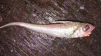 Coelorinchus parallelus, Spiny grenadier: fisheries