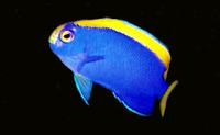 Centropyge resplendens, Resplendent angelfish: aquarium