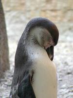 Spheniscus humboldti - Peruvian Penguin