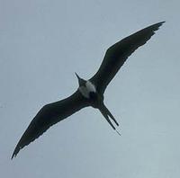 Image of: Fregata magnificens (magnificent frigatebird)