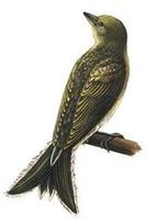 Image of: Melichneutes robustus (lyre-tailed honeyguide)