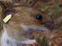 Apodemus flavicollis - Yellow-necked Field Mouse