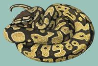 Image of: Python regius (ball python)