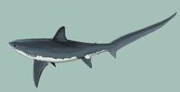 Image of: Alopias vulpinus (thresher shark)