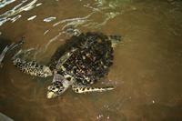 Eretmochelys imbricata - Atlantic Hawksbill Turtle