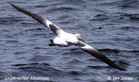 Short-tailed Albatross - Diomedea albatrus