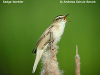 Sedge Warbler - Acrocephalus schoenobaenus