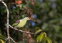 Pompadour Green-Pigeon - Treron pompadora