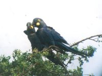 Lear's Macaw - Anodorhynchus leari