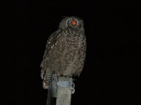 Spotted Eagle-Owl - Bubo africanus