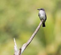 Gray kingbird, Tyrannus dominicensis