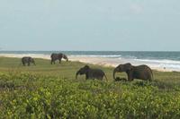 elephants on beach