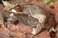 : Megophrys montana; Asian Horned Frog