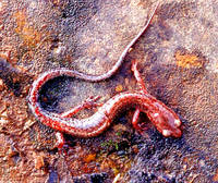 : Plethodon sherando; Sherando Salamander