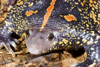 : Rhinophrynus dorsalis; Mexican Burrowing Toad