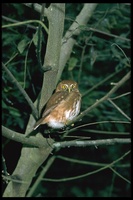: Glaucidium brasilianum; Ferruginous Pygmy-owl