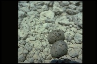 : Sternula sp.