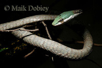: Thelothornis capensis; Cape Twig Snake