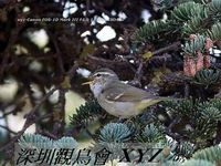 Phylloscopus trochiloides Greenish Warbler 暗綠柳鶯 098-091