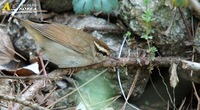 Fig. 2. Short-tailed Bush Warbler : 숲새