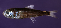Hygophum benoiti, Benoit's lanternfish: