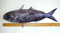 Cubiceps paradoxus, Longfin cigarfish: fisheries