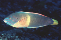 Coris gaimard, Yellowtail coris: fisheries, aquarium