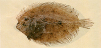 Grammatobothus krempfi, Krempf's flounder: