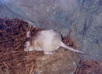 Image of: Hypogeomys antimena (Malagasy giant rat)