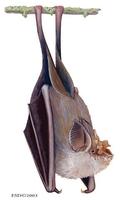 Image of: Rhinolophus hipposideros (lesser horseshoe bat)