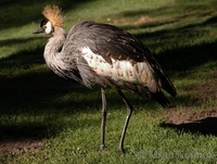 Balearica pavonina - Black Crowned-Crane