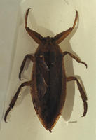 Image of: Nepidae (water scorpions)