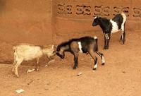 Capra hircus hircus - domestic goat