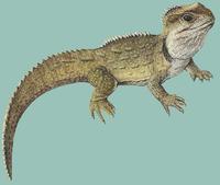 Image of: Sphenodon punctatus (tuatara)