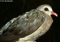 Stephan's Dove - Chalcophaps stephani