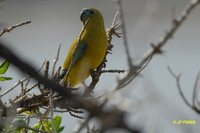 Rock Parrot - Neophema petrophila