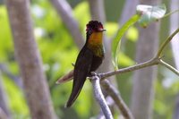 Ruby-topaz Hummingbird - Chrysolampis mosquitus