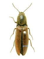 털가슴방아벌레 - Ectinus dahuricus