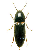 미기록 색방아벌레 - Ampedus gracilips