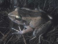 : Platymantis pelewensis; Palau Frog