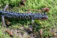 : Plethodon cylindraceus; White-spotted Slimy Salamander