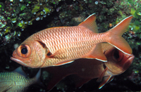 : Myripristis murdjan; Pinecone Soldierfish