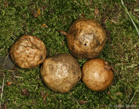 : Amphibolips confluenta; Spongy Oak Apple;