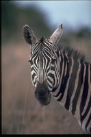 : Equus quagga; Plains Zebra